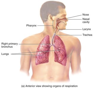 Airway branching: conducting and respiratory zones