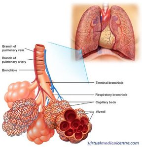 Pulmonary circulation and gas exchange