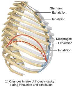 Thoracic cavity changes during inhalation and exhalation