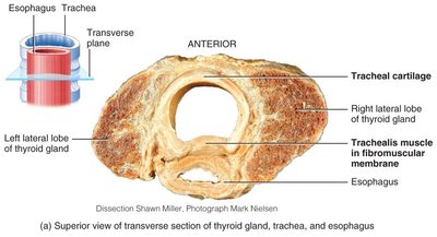 Transverse section of trachea and esophagus