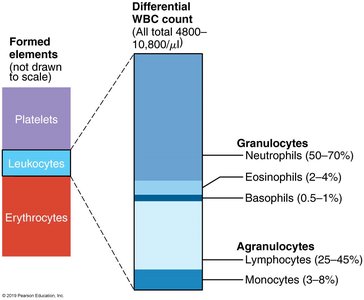 Differential WBC count and formed elements