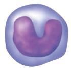 Microscopic view of blood clot (fibrin mesh)