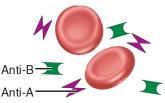 ABO grouping and anti-Rh antibodies