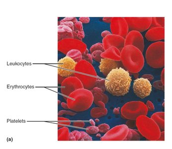 Blood cells: leukocytes, erythrocytes, platelets