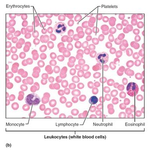 Microscopic view of blood cells: erythrocytes, platelets, leukocytes