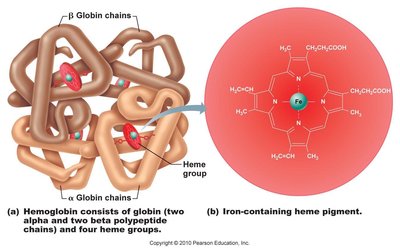 Hemoglobin structure and heme group