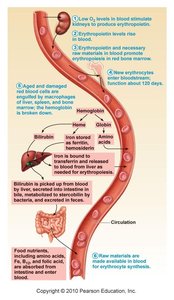 Fate and destruction of erythrocytes