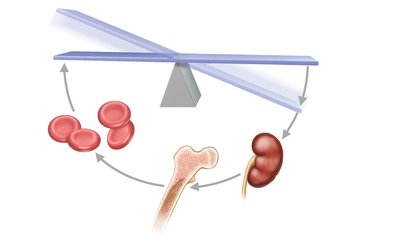 Erythropoietin mechanism for erythropoiesis