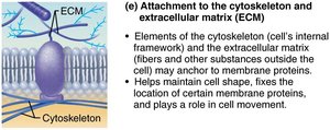 Attachment to cytoskeleton and ECM