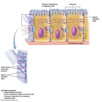 Tight junctions