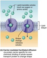 Carrier-mediated facilitated diffusion