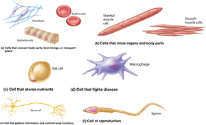 Examples of cell diversity