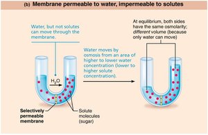 Membrane permeability to water only