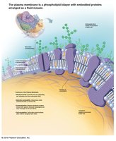 Plasma membrane structure