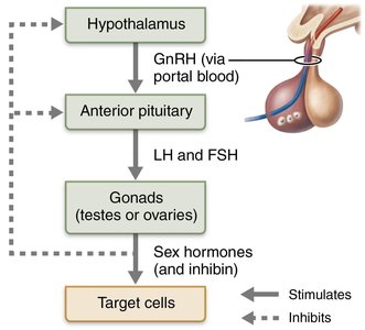 Basic pattern of interactions along the hypothalamic-pituitary-gonadal (HPG) axis
