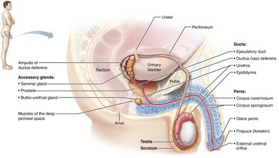 Reproductive organs of the male, sagittal view