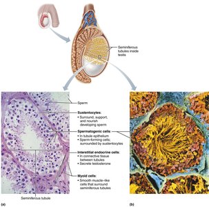 Histology of the seminiferous tubule
