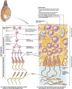 Spermatogenesis