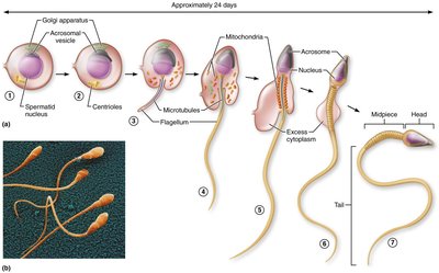 Spermiogenesis: transformation of a spermatid into a functional sperm
