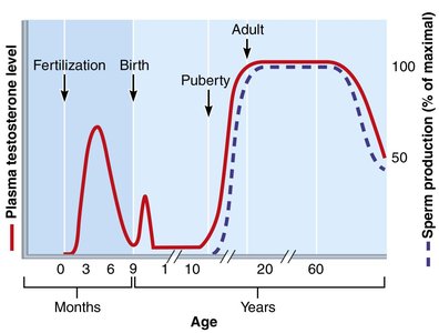 Plasma testosterone and sperm production levels versus age in males