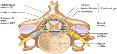 Dorsal root ganglion and spinal meninges