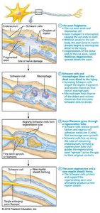 Steps of nerve fiber regeneration in the PNS