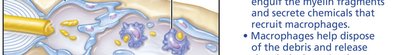 Schwann cells form regeneration tube