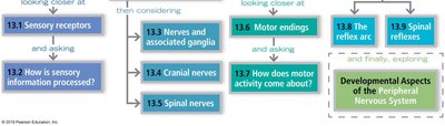 Detailed chapter roadmap for Peripheral Nervous System
