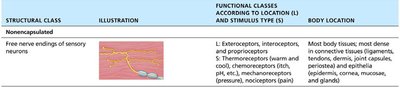 Free nerve endings of sensory neurons