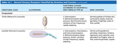 Encapsulated sensory receptors: Meissner's and Pacinian corpuscles