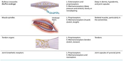 Encapsulated sensory receptors: Ruffini endings, muscle spindles, tendon organs, joint kinesthetic receptors