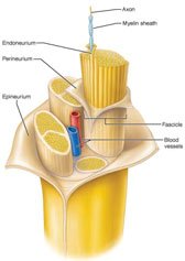 Structure of a nerve with connective tissue coverings