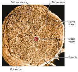 Cross-section of a nerve showing connective tissue coverings