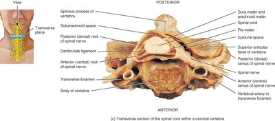 Transverse section of the spinal cord within a cervical vertebra