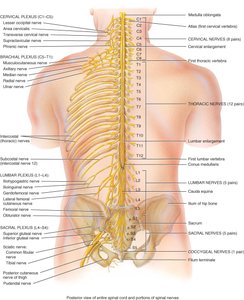 Posterior view of spinal cord and spinal nerves with labeling of nerve pairs