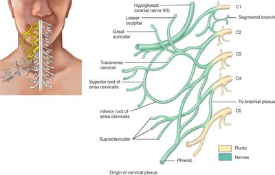Origin of cervical plexus