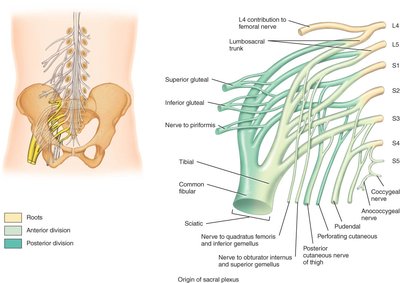 Origin of sacral plexus
