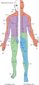 Dermatome map of the human body
