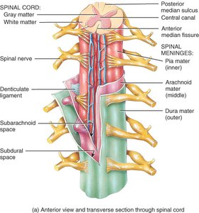 Anterior view and transverse section through spinal cord showing meninges