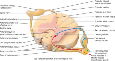 Transverse section of thoracic spinal cord showing gray and white matter