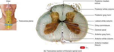 Transverse section of thoracic spinal cord (photomicrograph)