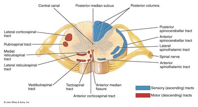 Transverse section of spinal cord showing sensory and motor tracts