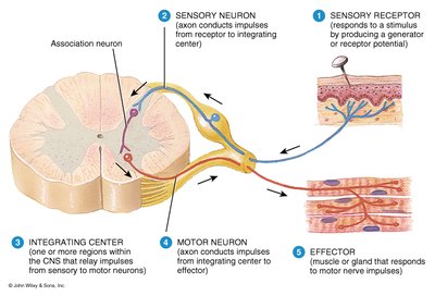 Diagram of a reflex arc