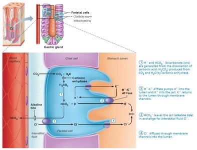 Mechanism of HCl secretion by parietal cells