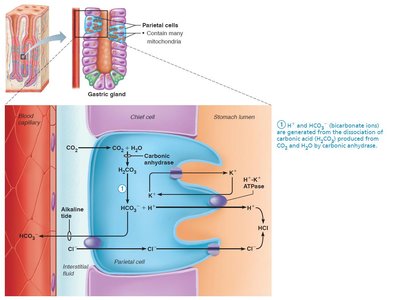 Mechanism of HCl secretion by parietal cells