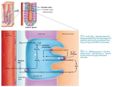 Mechanism of HCl secretion by parietal cells