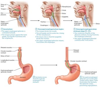 Deglutition (swallowing) overview