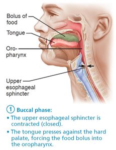 Buccal phase of swallowing