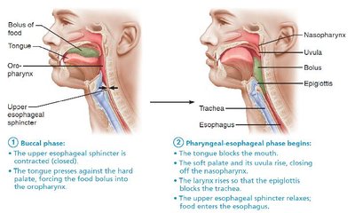 Pharyngeal-esophageal phase begins