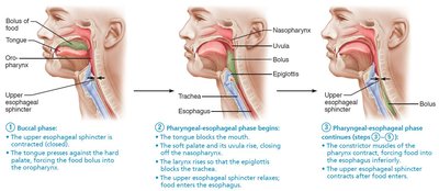 Pharyngeal-esophageal phase continues